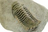 Flying Crotalocephalina Trilobite - Atchana, Morocco #359147-4